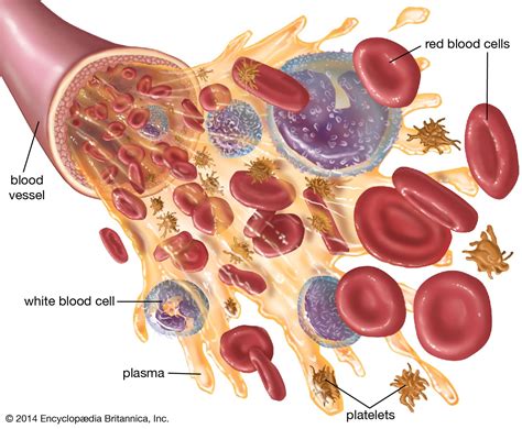 Blood Red Blood Cells Erythrocytes Britannica