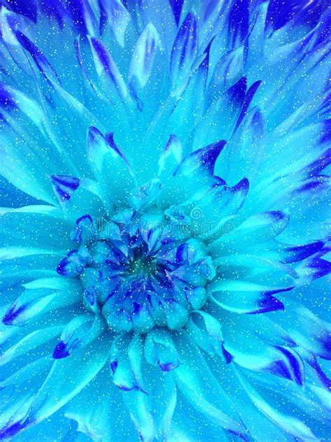 Blue Flower In Snow Stock Photo Image Of Nature Season 1600000