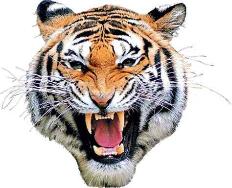 Tiger Mask Head Eyes Animal Animalface Tiger Face