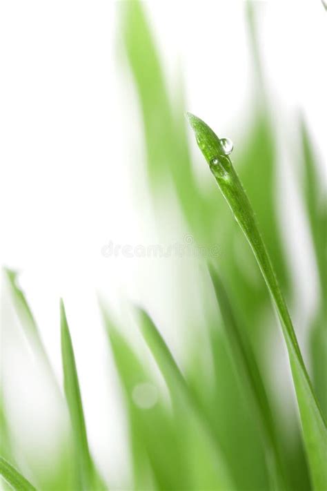 Grass With Water Drops Stock Photo Image Of Color Grassy 24409930