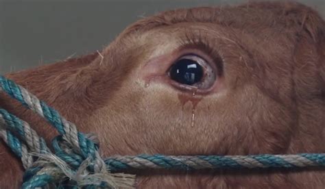 Las Vacas Son Capaces De Expresar Sus Emociones Llorando Y Tenemos La