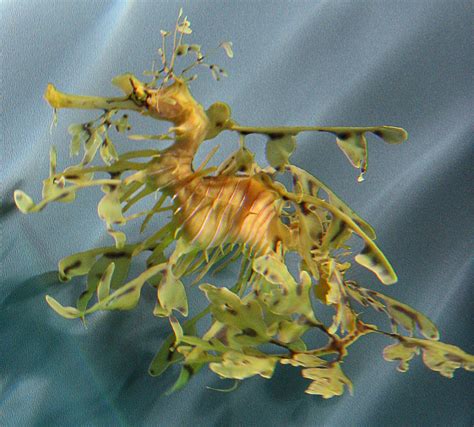 Perfectly Camouflaged Leafy Sea Dragon Seahorse Nature Film
