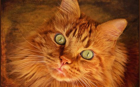 Download Wallpapers Maine Coon Fluffy Cat Ginger Cat Close Up