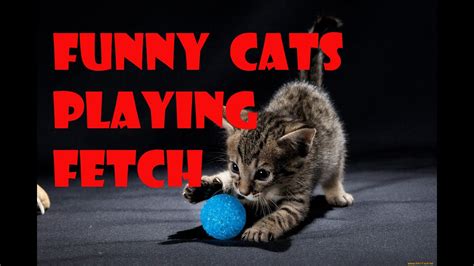 Funny Cat Video Cats Playing Fetch Compilation 2016 Adew Pets Centre