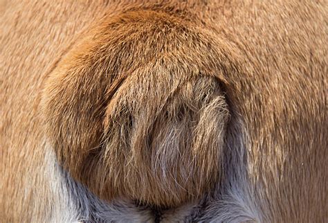 English Bulldog Tails Stock Photos Pictures And Royalty Free Images Istock