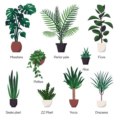 Vector Set Of Various Common Indoor Ornamental Plants With