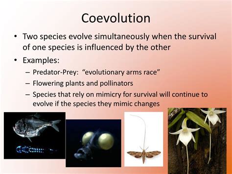 Ppt Patterns Of Evolution Powerpoint Presentation Free Download Id