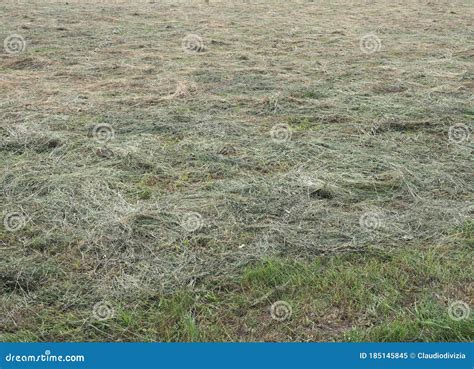 Freshly Cut Hay Stock Image Image Of Lawn Line Outdoor 185145845