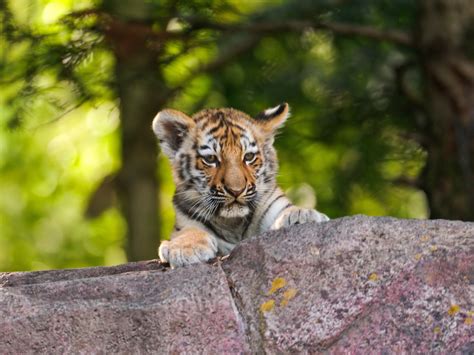 Wallpaper Teen Tiger Wild Beast Animal Desktop Wallpaper Hd Image
