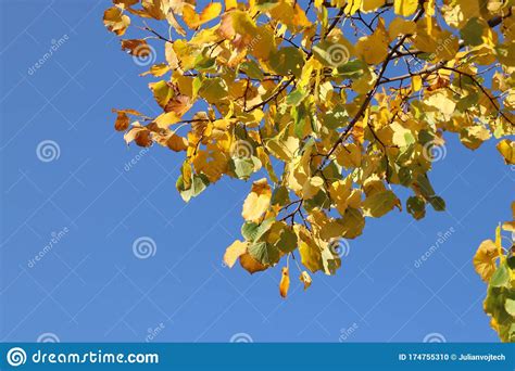 View Of Beautiful Yellow Leaves On A Tree In Autumn There Is A Blue