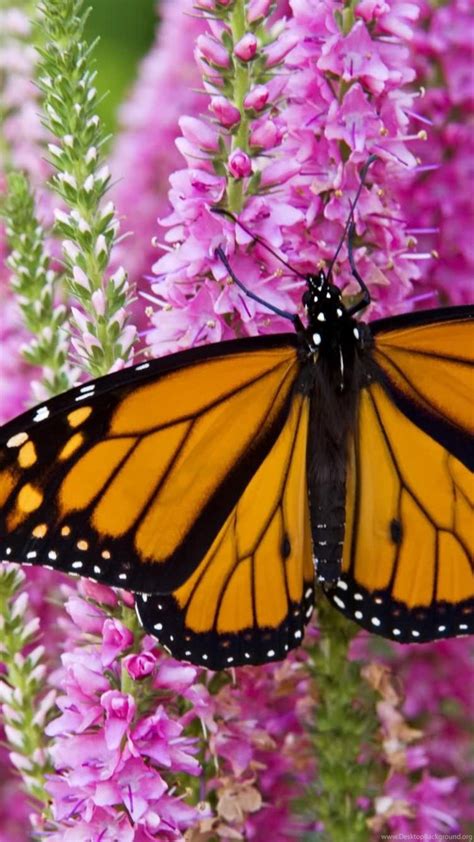 Monarch Butterfly Wallpaper Desktop Background