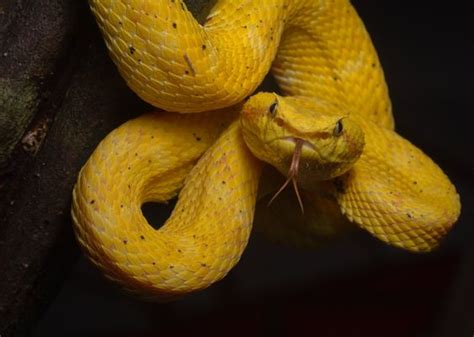 Eyelash Viper Has One Of The Fastest Strikes In The World Trs Zone