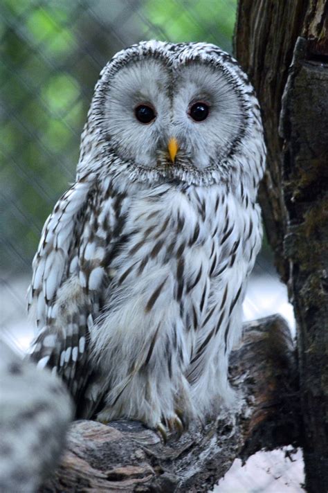 120 Best Owl Whooooooo Images On Pinterest Barn Owls