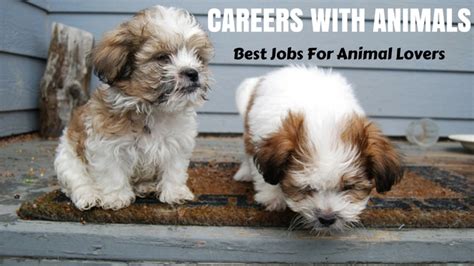 Careers With Animals 12 Best Jobs For Animal Lovers Wisestep