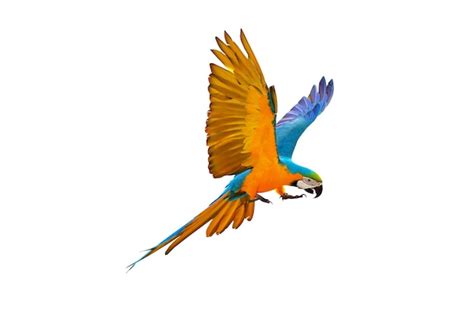 Premium Photo Colorful Macaw Parrot Flying Isolated On White