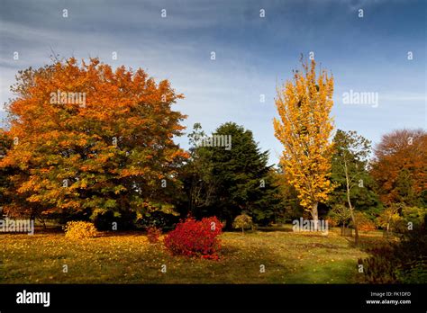 Brilliant Autumn Colours In The Sir Harold Hillier Gardens Romsey