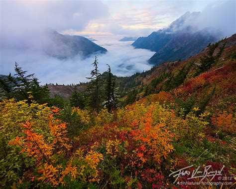 Art In Nature Berry Heaven Autumn In The North Cascades