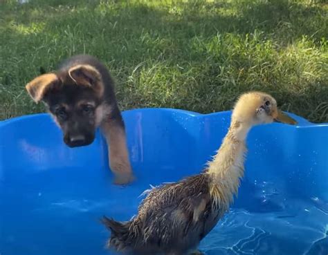 2 Month Old German Shepherd Puppy Meets Duckling For The First Time