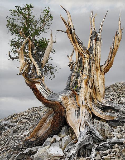 Amazing Nature Weird Trees Bristlecone Pine Live Tree Conifer Trees