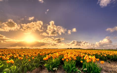 Yellow Tulip Flowers Field At Sunset Hd Wallpaper