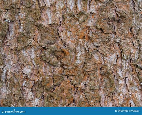 Spruce Bark Background Stock Image Image Of Rind Textured 39571903