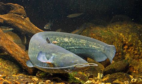Wels Catfish Wallpapers 26 Best Photos Animals Wallpapers