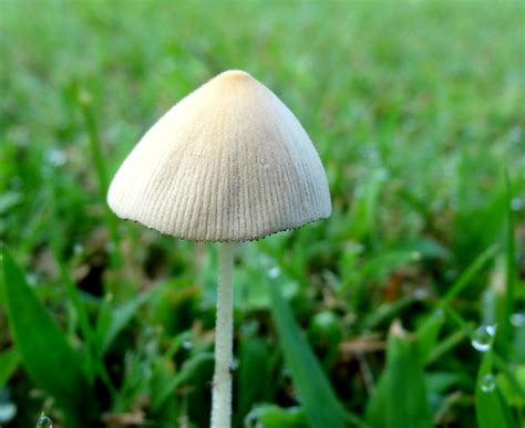 Small White Mushroom Enhanced With Morning Dew A Photo On Flickriver