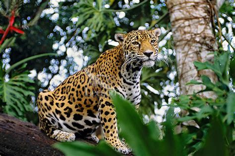 Big Cat Jaguar Panthera Onca In Tropical Rainforest