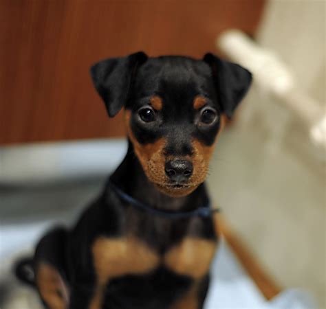 Miniature Pinscher for Sale, Miniature Pinscher Puppy for Sale | Dav Pet Lovers