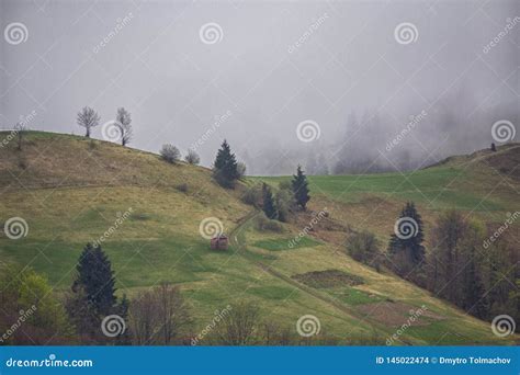 Mountain Grassland With Grazing Cows In Summer Pasture Carpathians