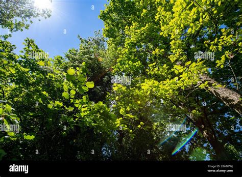 Blue Sky And Cloudless Hi Res Stock Photography And Images Alamy