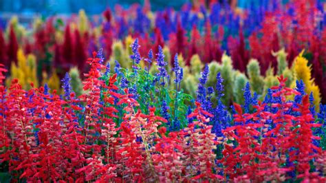 Colorful Flowers Wallpapers Hd Pixelstalknet