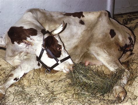 Treatment Of Milk Fever In Dairy Cattle Vet Times