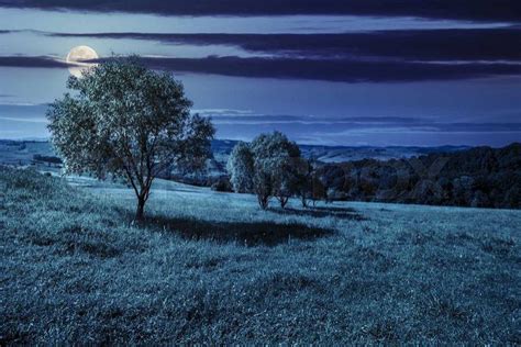 Few Trees On Agricultural Meadow With Flowers On Hillside Near Forest