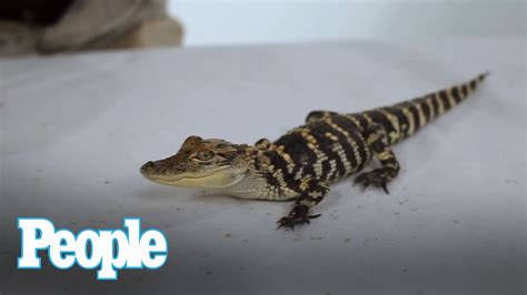 How Cute Are These Baby Alligators People Youtube