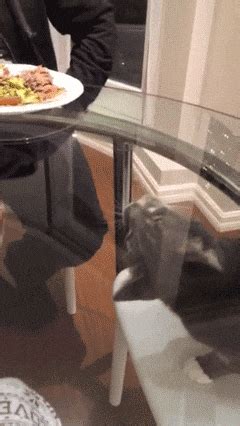 30 foods cats can and can't eat. 11 Cats Who Can't Understand The Concept Of Glass | Funny ...