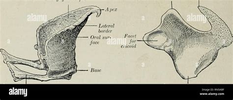 Epiglottic Cartilage