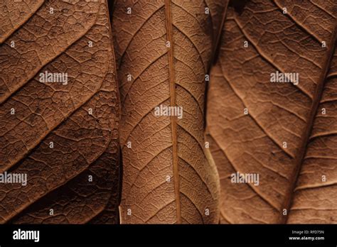 Background Of Dry Leaves Stock Photo Alamy