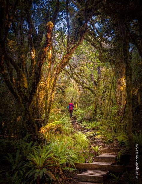 Magical Forest - Forest at Taranaki, New Zealand | Magical forest, New zealand travel, Forest
