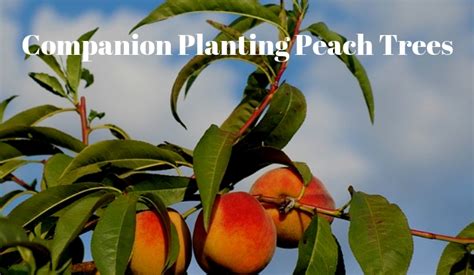 Peach Tree Care Guide Pruning A Mature Peach Tree Youtube Peach