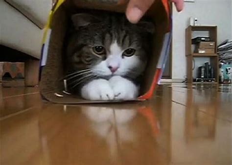 Maru The Cat Loves Sliding Into Boxes Video