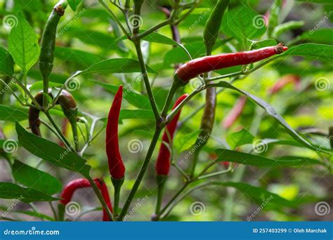 beautiful chili peppers on the bushes red chili peppers on the farm stock image image of farm