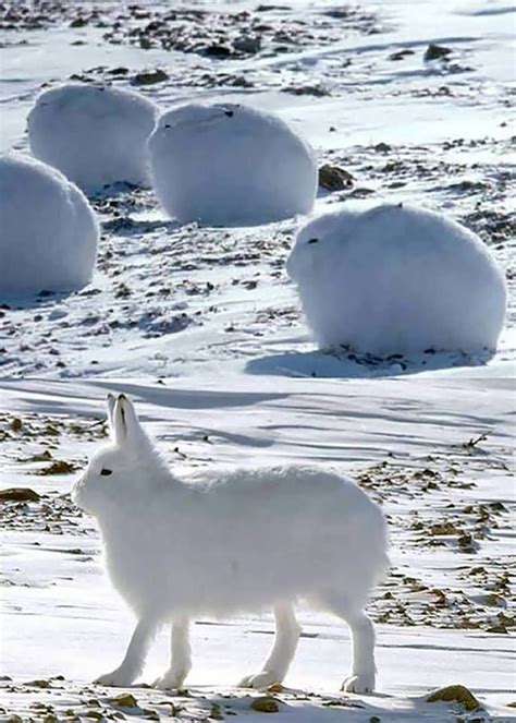 Arctic Hares Animals Cute Animals Arctic Hare