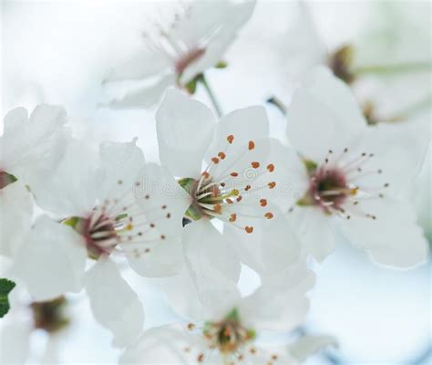 Spring Blossoms Stock Image Image Of Architecture Blossoms 29818871