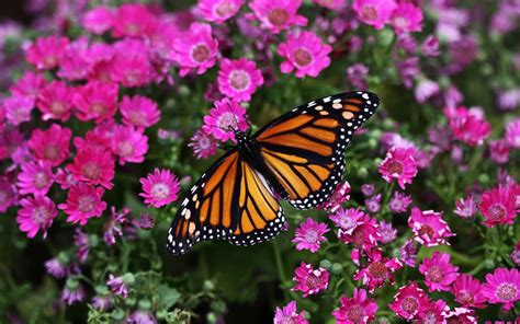 Wallpaper Butterfly Flower Insect Pink Beautiful