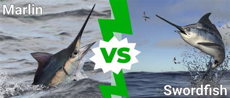 Marlin Vs Swordfish 5 Key Differences Imp World