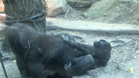 Gorillas Perform Oral Sex At Bronx Zoo Humans Horrified