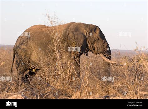 Elephant In Kruger National Park In South Africa Stock Photo Alamy