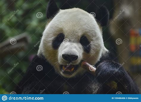 Little Panda Bear Stock Photo Image Of Cute Branch 159486406