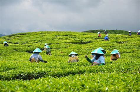 Peria atau pare adalah tumbuhan merambat yang berasal dari wilayah asia tropis, terutama daerah india bagian barat, yaitu assam dan burma. Kayu Aro Tea, Kerinci Mountain, Jambi